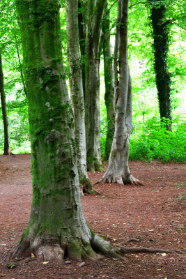 Beech Avenue, Fforest Fawr.