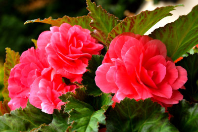 DSC_0236_01.JPG
