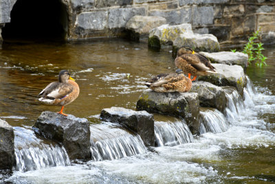 Ducks at Cyfartha Park, Merthyr Tydfil.