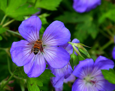 Busy Bee.