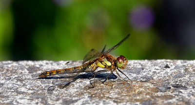 Damselfly having a rest on my garden wall.