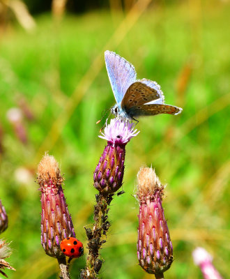 Popular plant.