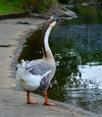 Chinese Goose at Taff Bargoed Park.