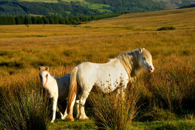 Wild ponies near the Beacons Reservoir.