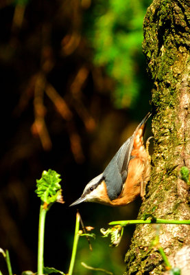 Nuthatch in my neighbour's garden.