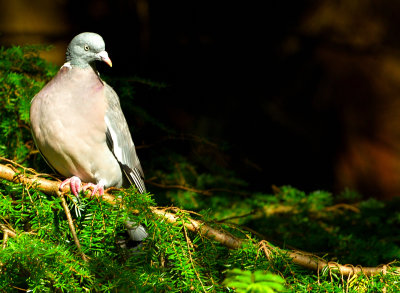 Wood Pidgeon on the edge of Trawscoed Woods.