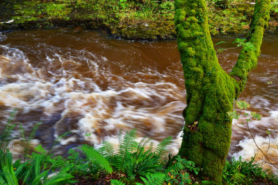 Moss covered tree, ferns and fast water.