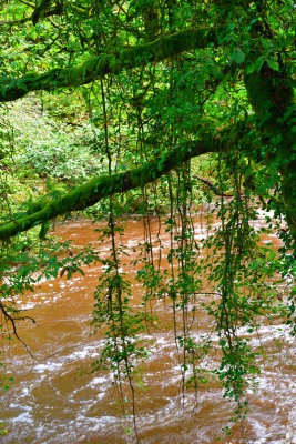 Moss covered oak tree.