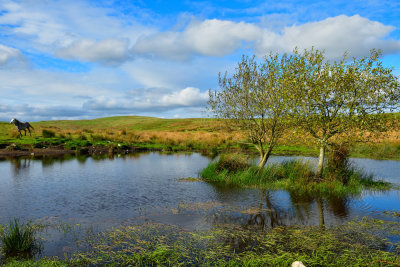 Water hole Gelligaer Common.
