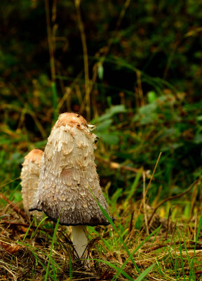 Fungi in Parc Cwm Darran.