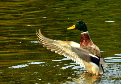 Mallard