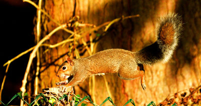 Leaping squirrel.