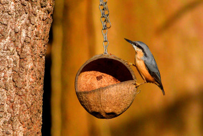 Nuthatch in the evening sunlight.