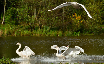 Three swans landing, one over shooting!