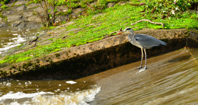 Grey Heron in the canoe complex.