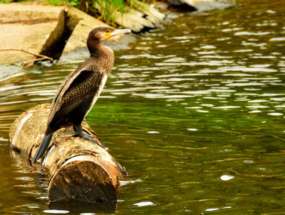 Fisherman's friend.