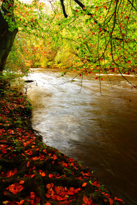 Beech trees line the banks of the River Taff.