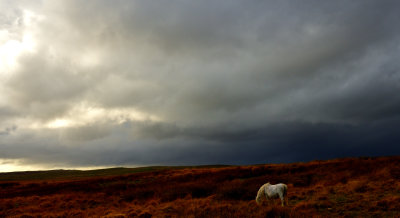 White horse, black sky.