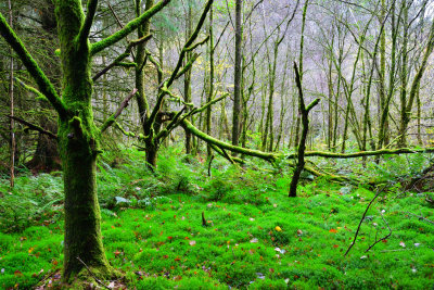 Beautiful verdant moss at Llwyn-Onn.