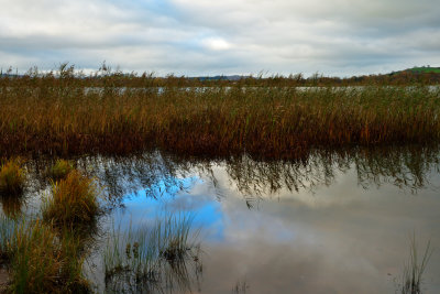 Llangorse Lake. Reed bed reflections.
