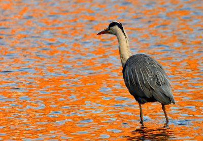 Heron and winter reflections, second day of December.