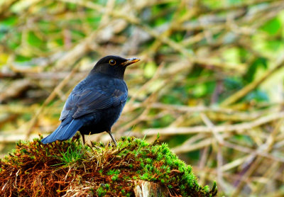 Juvenile male Blackbird. (Aderyn Du).