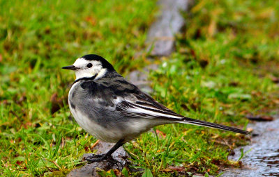 Pied Wagtail. (Brith y Oged).
