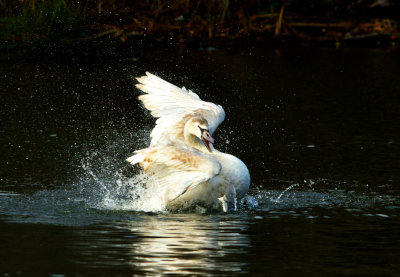Swan (Alarch).