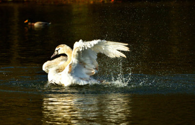 Swan (Alarch).