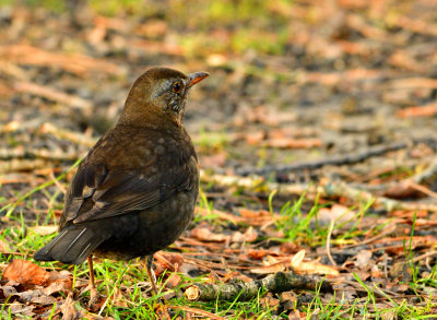 Female Blackbird (Aderyn Du).
