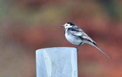 Pied Wagtail (Brith yr Oged).