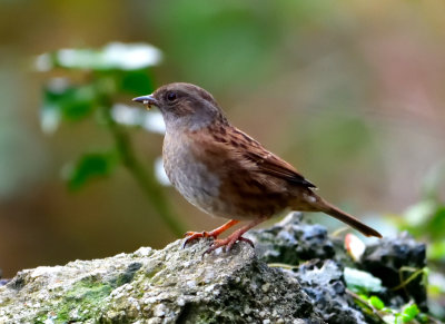 Hedge Sparrow, Dunnock (Llwyd y Berth, Siani Llwyd).