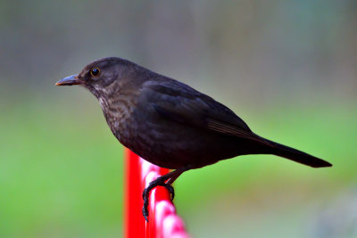 Blackbird on the park fence.