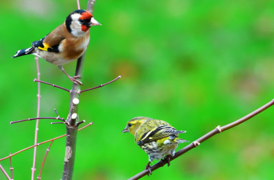 Goldfinch and Siskin.