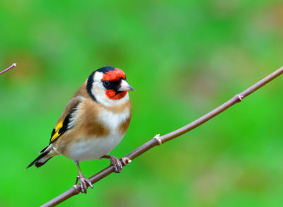 Goldfinch (Nico).