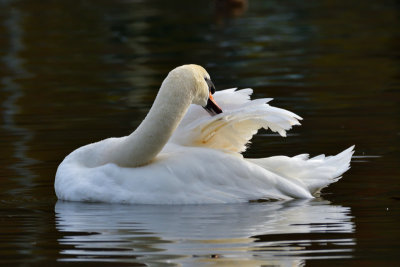 Preening swan.