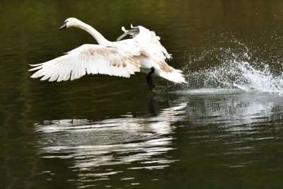 Young swan landing.