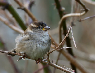Scruffy House Sparrow.