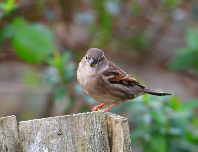 House Sparrow.