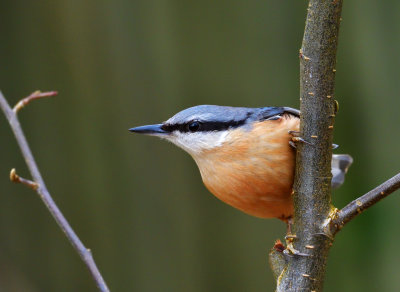Resident Nuthatch.