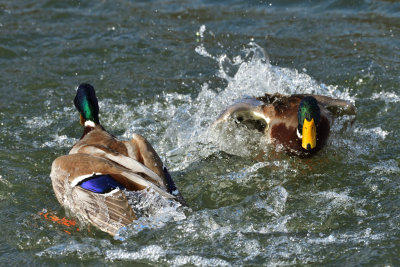 Ducking and diving.