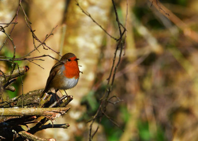 Robin on a fallen tree.