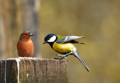 Chaffinch doesn't look too impressed!