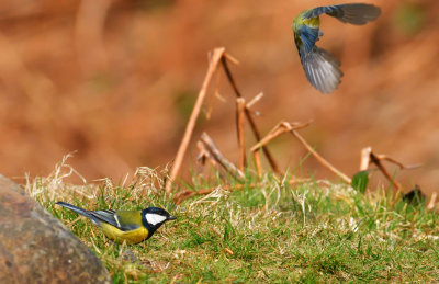 Chased off! Blue Tit leaving a Great Tit to feed.