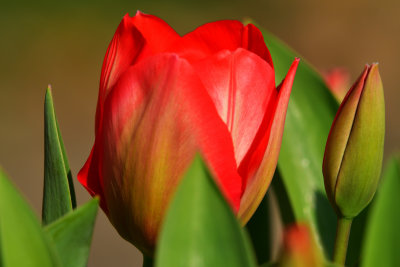 Neil's tulips.