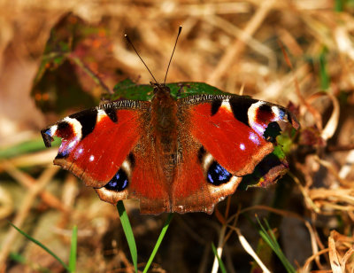 Early spring butterfly.