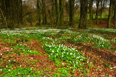 Wood anemones, Fforest Fawr.