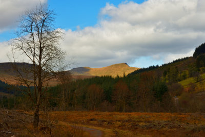 Ground cleared of larch trees, Neuadd. Pen-y-Fan and Cribyn in the distance.