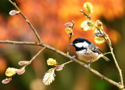 Coal Tit in the spring sunshine.