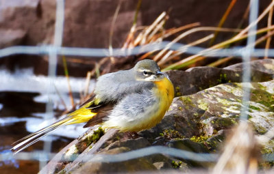 Grey Wagtail through the fence.